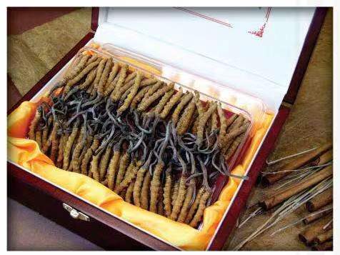 安达冬虫夏草回收